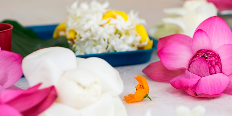 Cuidados de las flores