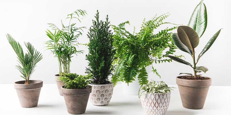 7 Errores comunes al cuidar plantas de interior