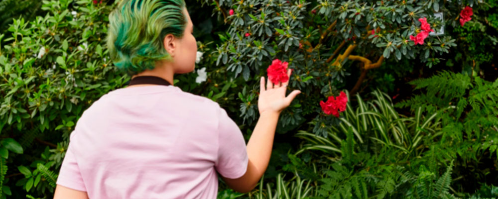 Amor plantas