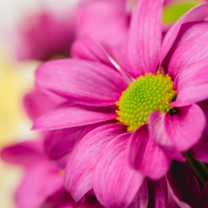 la flor perfecta