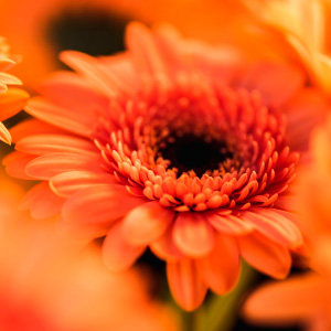 qué flor regalar