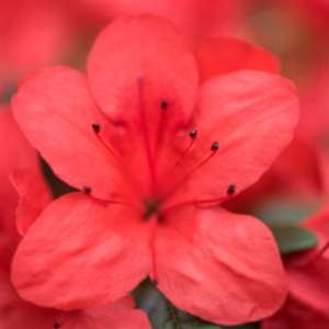 escoger las flores ideales