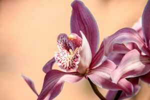 orquídea planta