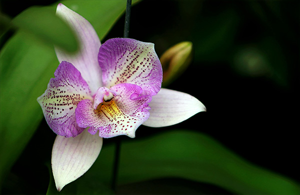 Orquídeas