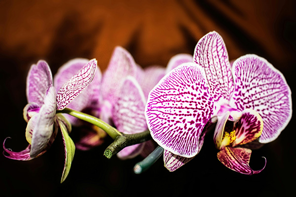 Orquídeas rosadas